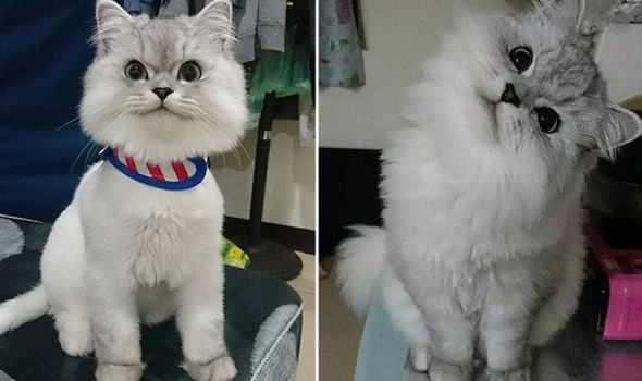 Chú mèo giống Chinchilla có đôi mắt "hút hồn" người ảnh 1