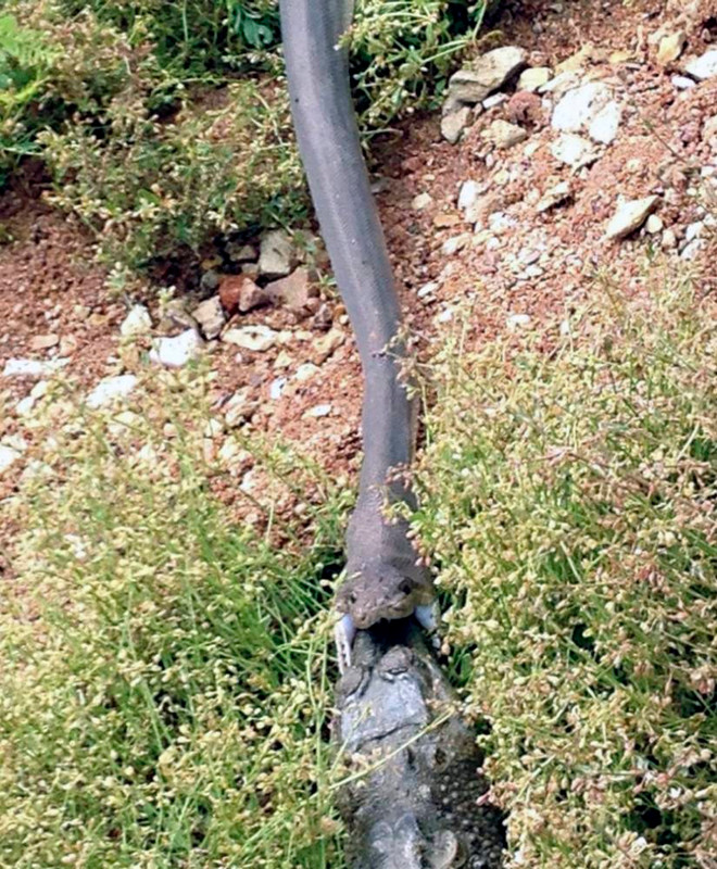 Kinh hãi cảnh rắn siết chặt và nuốt chửng con cá sấu ảnh 3