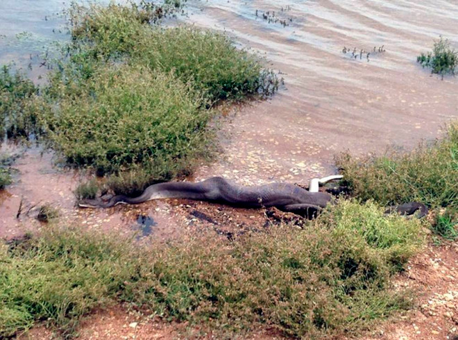 Kinh hãi cảnh rắn siết chặt và nuốt chửng con cá sấu ảnh 1