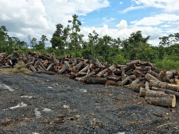 Để mất 75ha rừng, nguyên giám đốc Công ty lâm nghiệp bị khởi tố ảnh 1