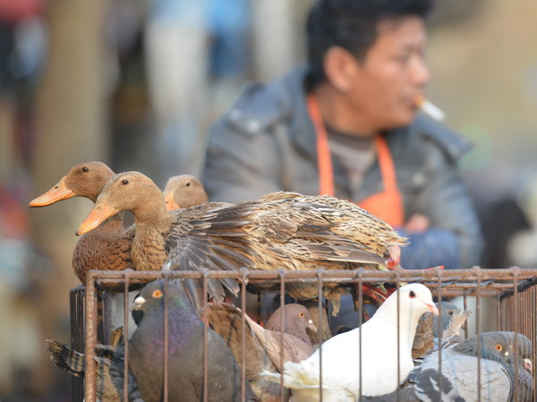 Thêm 2 trường hợp nhiễm cúm H7N9 tại Trung Quốc ảnh 1