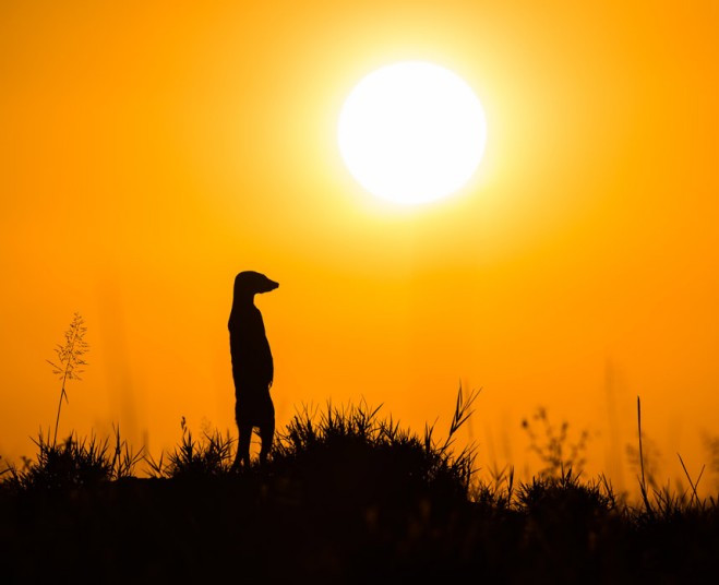 Người yêu động vật "phát sốt" với những hình ảnh về Meerkat ảnh 4