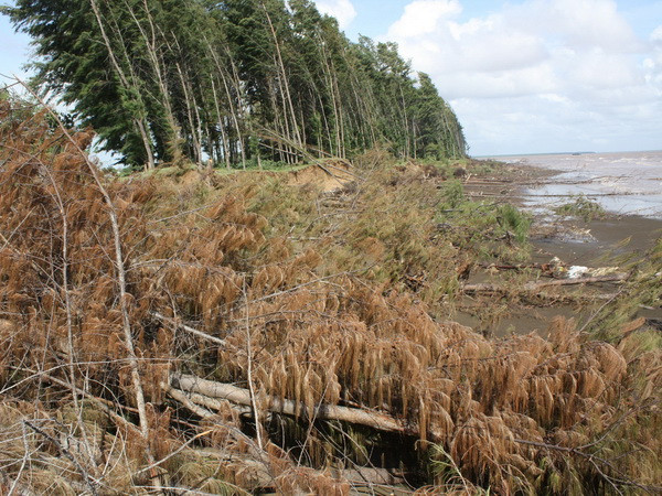 Khởi động kỹ thuật Dự án thích ứng biến đổi khí hậu vùng ĐBSCL ảnh 1