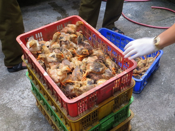 Bắt giữ xe tải vận chuyển gia cầm giống nhập lậu từ Trung Quốc ảnh 1