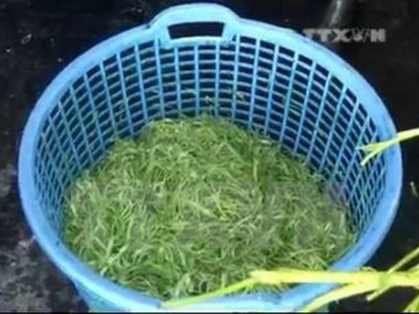 Đồng Nai phát hiện cơ sở dùng hóa chất tạo màu cho rau muống bào ảnh 1