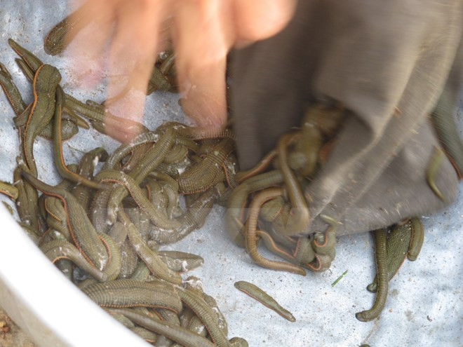 Thông tin đỉa tấn công người ở Bình Phước là không chính xác ảnh 1