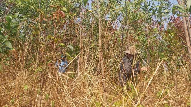 Gia Lai: Hơn 31ha rừng keo lai ở huyện Đức Cơ chết bất thường ảnh 1