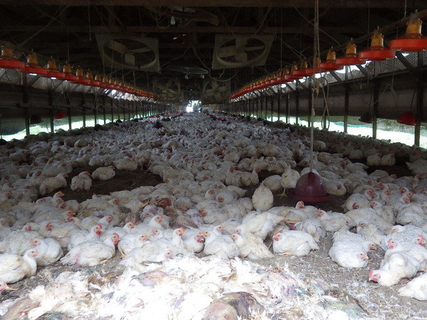 Ai Cập xác nhận thêm một ca tử vong do cúm gia cầm A/H5N1 ảnh 1