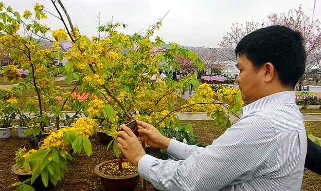 Tín hiệu vui về việc bảo tồn giống mai vàng Yên Tử quý hiếm ảnh 2