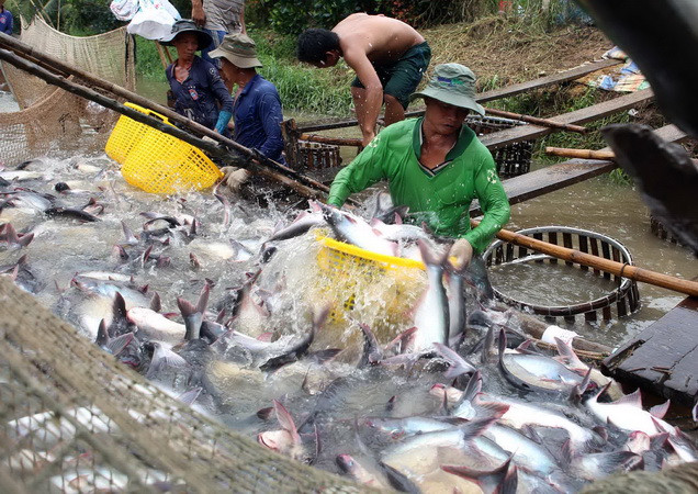 Vừa mừng vừa lo khi xuất khẩu cá tra sang Trung Quốc tăng mạnh ảnh 1