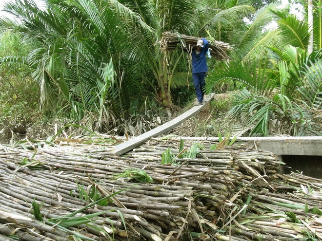 Giá mía tại Sóc Trăng tăng cao, hứa hẹn một vụ mùa sung túc ảnh 1