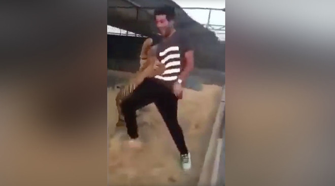 Hổ dữ bất ngờ lao vào tấn công chủ trong lúc đang chơi đùa ảnh 1