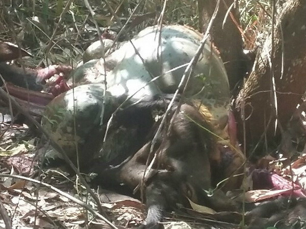 Tóm gọn 2 đối tượng bắn bò tót trong khu bảo tồn tại Đồng Nai ảnh 1