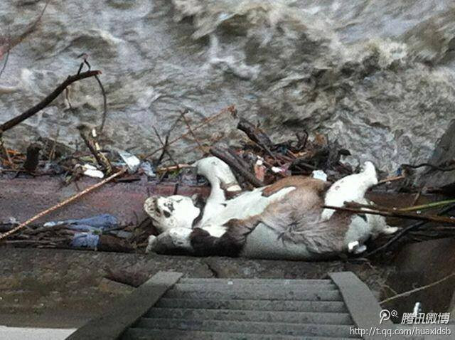 Gấu trúc quý hiếm bị chết trôi gần trạm thủy điện ở Trung Quốc ảnh 1