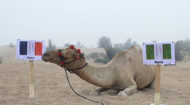 Lạc đà “tiên tri” Shaheen đem tin vui lớn tới cho đội tuyển Pháp ảnh 1