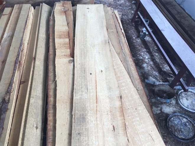 Lâm Đồng: Nhóm người cưa hạ rừng phòng hộ bị xử phạt 270 triệu đồng ảnh 1