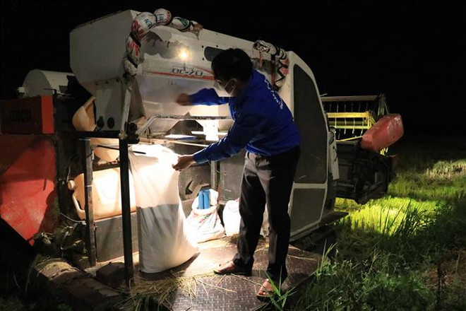 Ngày mùa đặc biệt của người nông dân vùng dịch Bắc Ninh ảnh 2