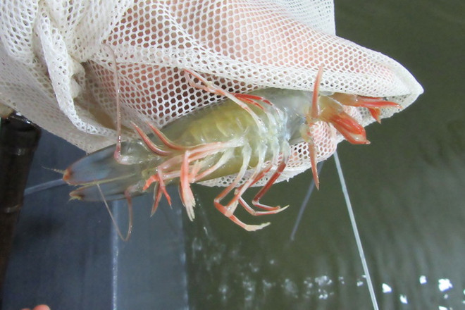 Hơn 106 tỷ đồng giám sát dịch bệnh thủy sản phục vụ xuất khẩu ảnh 1