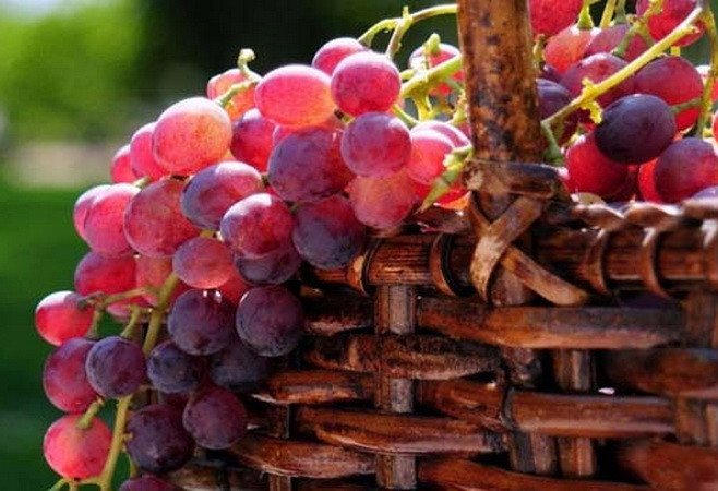 Nho Australia đang vào mùa và sẵn có ở thị trường Việt Nam ảnh 1