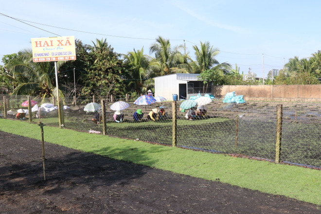 Đồng Tháp: Trồng cỏ nhung ở làng hoa kiểng Sa Đéc cho lãi cao ảnh 1