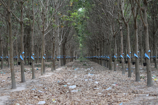 Hiệu quả từ dự án trồng cây cao su của Việt Nam tại Campuchia ảnh 5