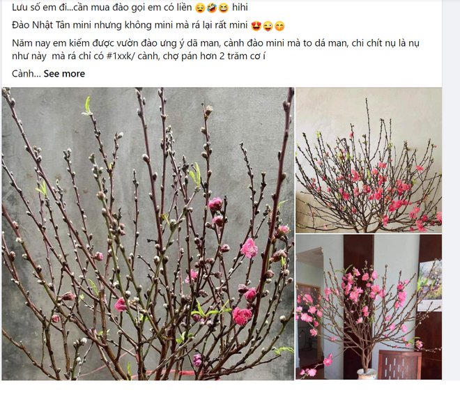 Chỉ cần với cú click chuột là sẽ ra hàng nghìn bài viết về các sản phẩm cành đào mini bán trên mạng xã hội. (Ảnh chụp màn hình) Thị trường hoa Tết: Cành đào 'mini' đổ bộ chợ mạng, hút khách mua ảnh 1