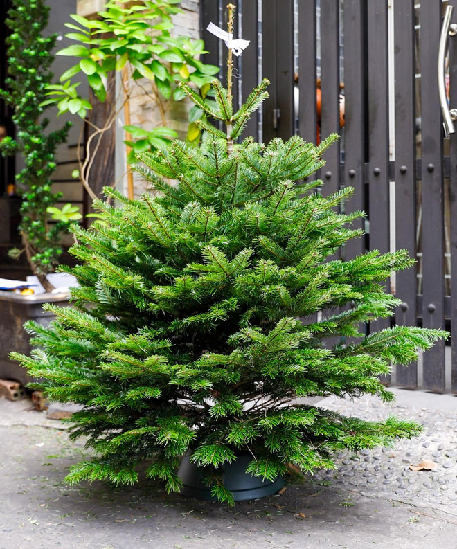 Thị trường đồ trang trí Noel: Cây thông nhập khẩu tiền triệu hút khách ảnh 1
