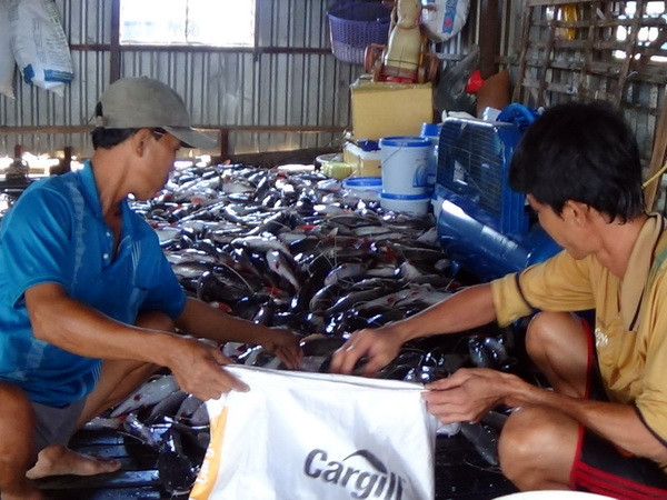 Hiện tượng cá chết hàng loạt tại An Giang tiếp tục lan rộng ảnh 1