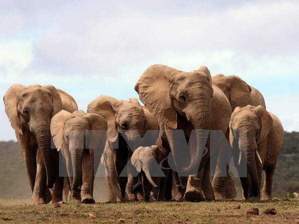 Liên hợp quốc thông qua nghị quyết bảo vệ loài voi và tê giác ảnh 1