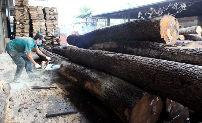 Chế biến gỗ tại Công ty Cổ phần Tân Vĩnh Cửu (Đồng Nai). (Ảnh: Thanh Vũ/TTXVN) Doanh nghiệp Việt Nam đồng loạt nói “không” với gỗ bất hợp pháp ảnh 1