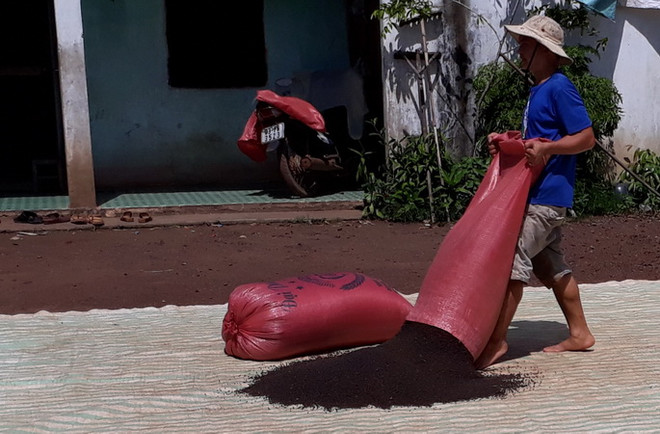 Vị thế của hồ tiêu Việt Nam đang rất vững chắc trên thế giới ảnh 2