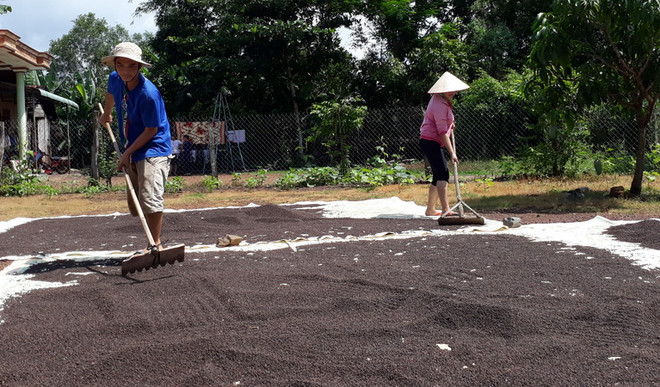 Vị thế của hồ tiêu Việt Nam đang rất vững chắc trên thế giới ảnh 1