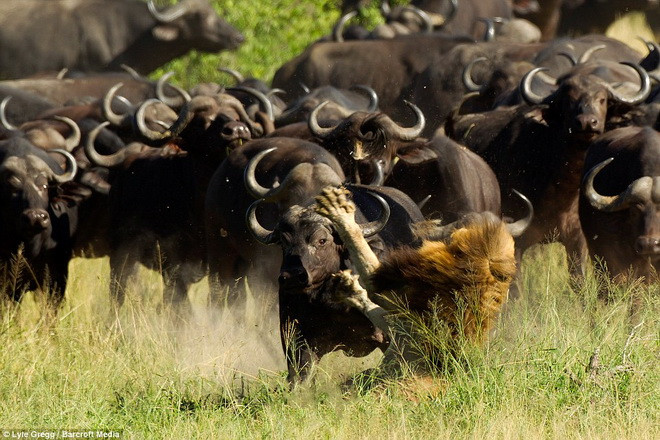 Sư tử bị đàn trâu hung dữ truy đuổi và giẫm đạp đến chết ảnh 3