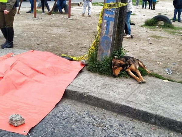 Cảm động với chú chó trung thành không rời chủ đã khuất ảnh 1