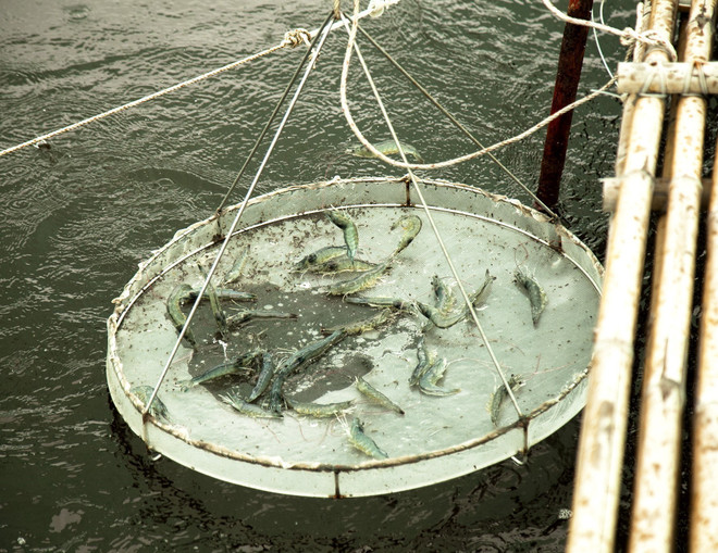 Bến Tre phát triển sản xuất giống tôm biển chất lượng cao ảnh 1