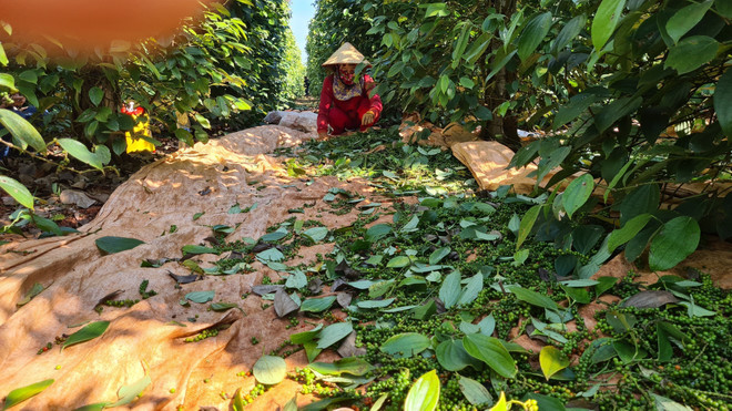 Gia Lai: Giá hồ tiêu liên tục tăng khi bước vào niên vụ 2023 ảnh 2