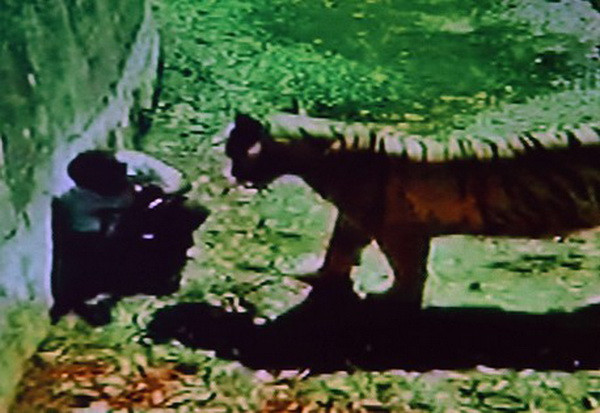 Hổ trắng cắn chết người thanh niên dại dột ngay trong vườn thú ảnh 1