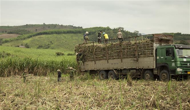 Gia Lai: Giá mía tăng lên mức cao kỷ lục, người nông dân phấn khởi ảnh 2