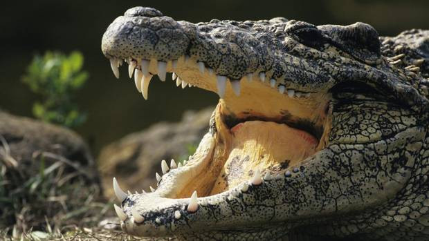 Người đàn ông liều lĩnh nuôi 150 con cá sấu trong nhà để xe ảnh 1