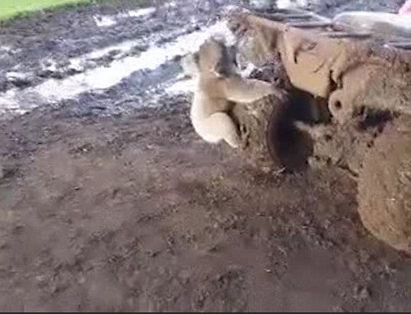 [Video] Người phụ nữ hốt hoảng khi bị chú gấu túi đuổi theo ảnh 1