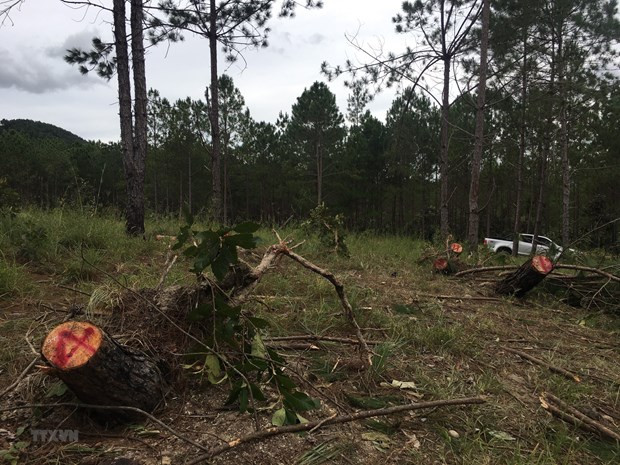 Quảng Ngãi: Khởi tố hai đối tượng để điều tra hành vi hủy hoại rừng ảnh 1