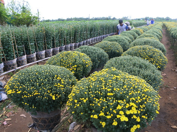 Bến Tre: Cúc mâm xôi nở sớm, phải bán rẻ vì mưa trái mùa ảnh 1