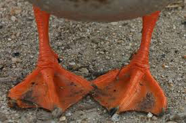 Cận cảnh 10 món ăn, đồ uống “khủng khiếp” nhất ở Trung Quốc ảnh 7