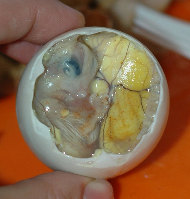 Cận cảnh 10 món ăn, đồ uống “khủng khiếp” nhất ở Trung Quốc ảnh 9