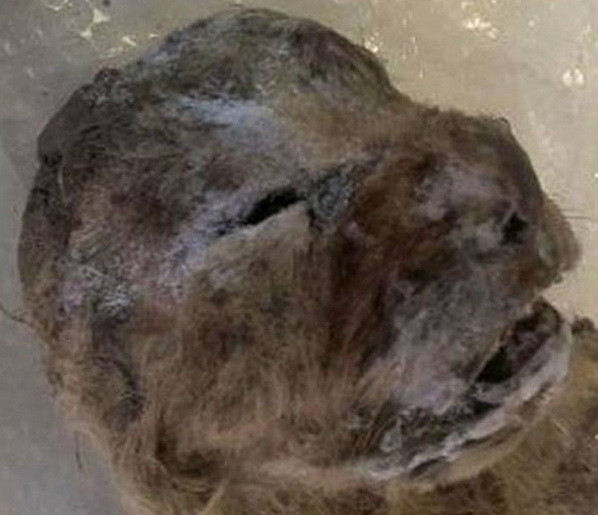 Phát hiện xác còn gần như nguyên vẹn của loài sư tử thời cổ đại ảnh 1