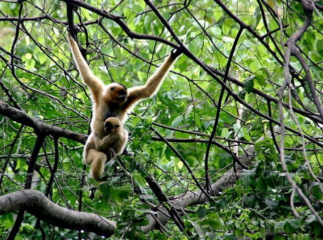 Khám phá Langbiang - Khu Dự trữ Sinh quyển đầu tiên tại Tây Nguyên ảnh 1