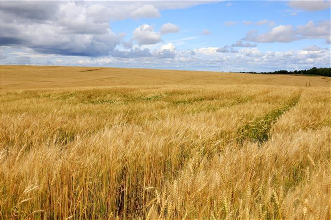 Mỹ khẳng định nông sản của Nga không bị hạn chế ra thị thường ảnh 1