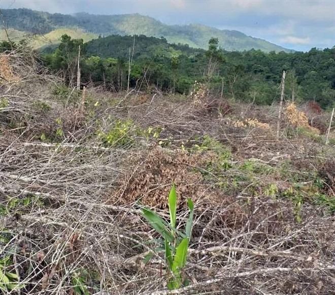 Gia Lai: Khởi tố điều tra vụ phá rừng tại huyện Krông Pa ảnh 1
