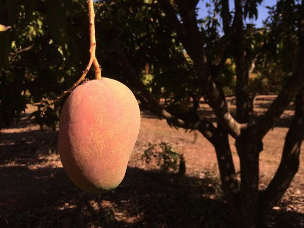 Một nông dân Australia phát triển giống xoài có mùi vị dừa ảnh 1