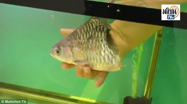 Chú cá mất nửa cơ thể vẫn bơi lội tung tăng, sống thêm 6 tháng ảnh 1